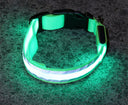 Collar LED Antiperdida para Perros Recargable USB - verde / xs